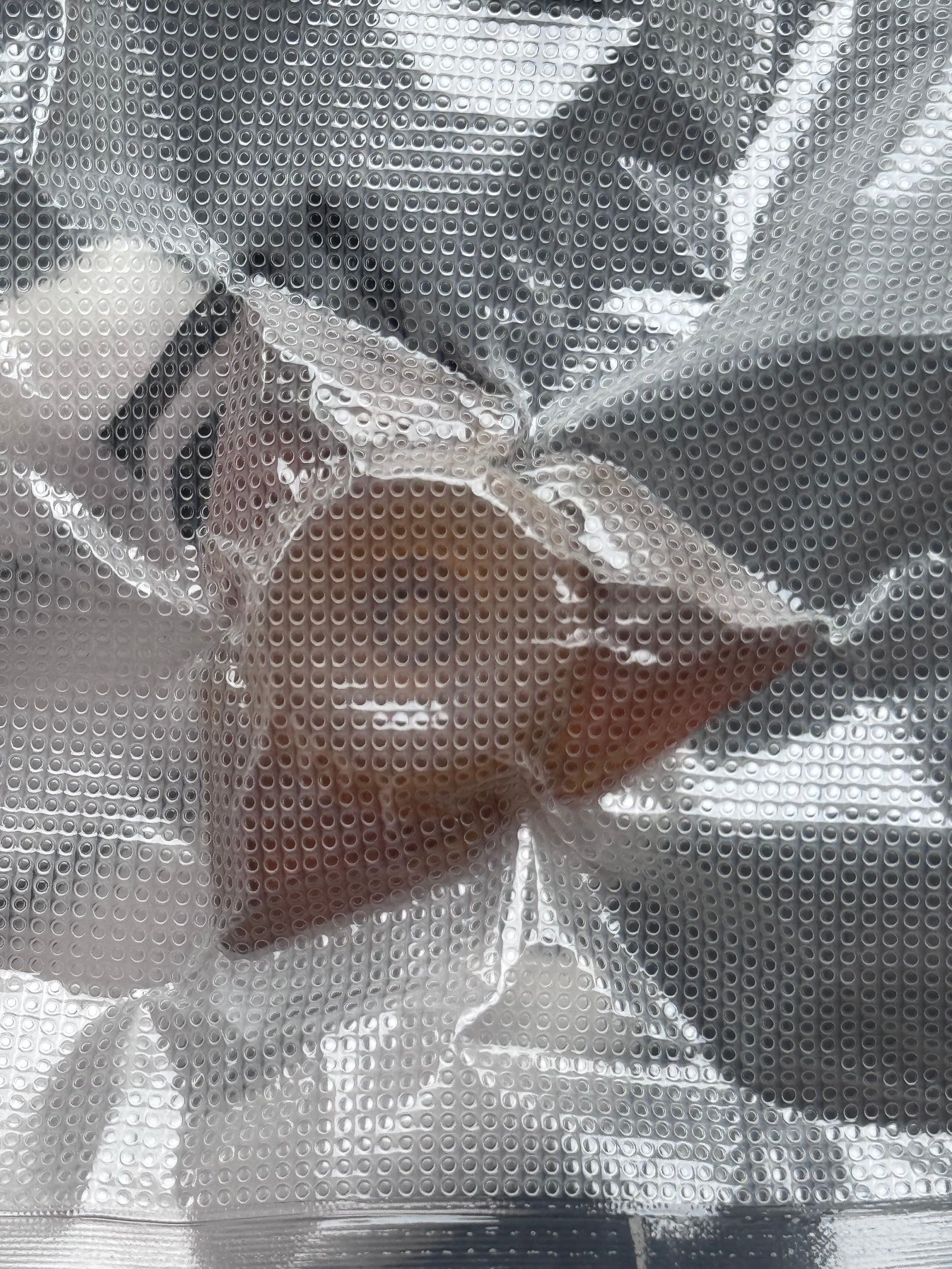 Prism Bearing Cap PEI Brand New